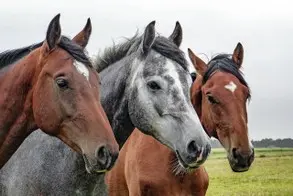 Haftpflichtversicherung fÃ¼r Pferdehalteer