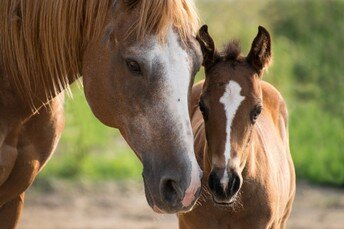 Tierhalterhaftpflicht Pferdehalterhaftpflicht